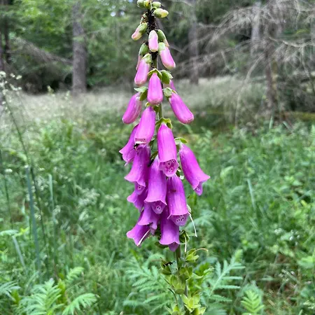 Appartamento Anton Design