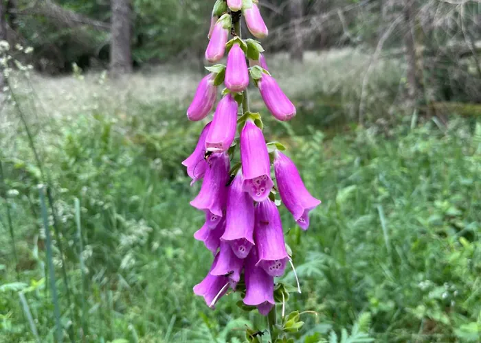 Апартаменты Anton Design